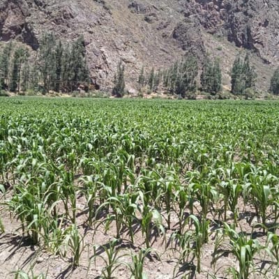Vendo terreno en Pachar Urubamba- Valle Sagrado de los Incas