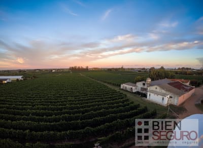 Chacra de 11,7 hás, con bodega y viñedos, en venta próximo a Toledo