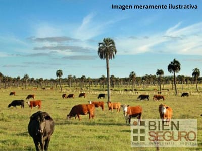 Ideal inversor. Campo Ganadero 124,5 has, próximo 19. Ruta15, Rocha