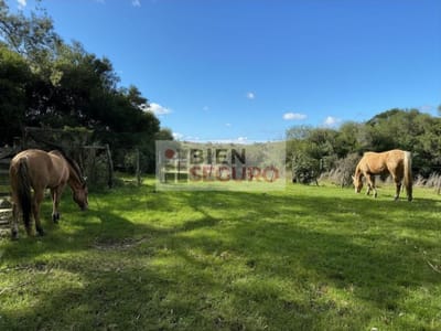 Hermosa chacra con construcciones, monte nativo y cascada,  en venta en Minas