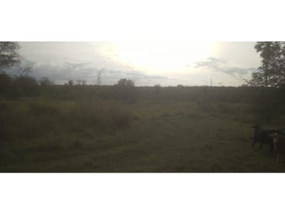 Vendo 20 hectáreas en Emboscada A 3 km de la ruta 3 del casco urbano