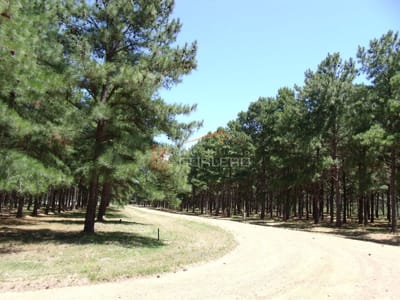 Terreno en Chacras del Pinar, Maldonado