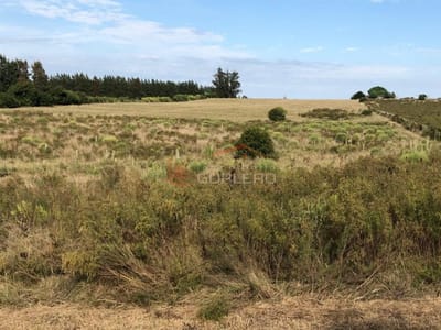 Chacra de 13 has cerca de San Carlos sobre ruta, costa a arroyo, lindo monte nativo