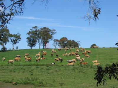 Venta de Chacra 20 Has en Rocha, cerca de La Paloma, sobre Ruta asfaltada