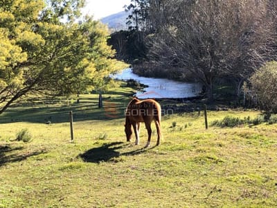 Chacra Idílica a menos de 1km del mar y 1 hora de Mdeo, Arbolada, arroyo, luz, agua y a 20 minutos de Punta...