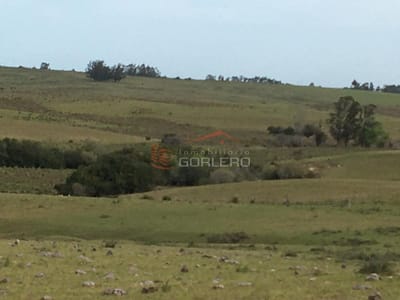 Chacra 26 Has José Ignacio, tiene todo, arroyo monte nativo, buen suelo y ubicación !