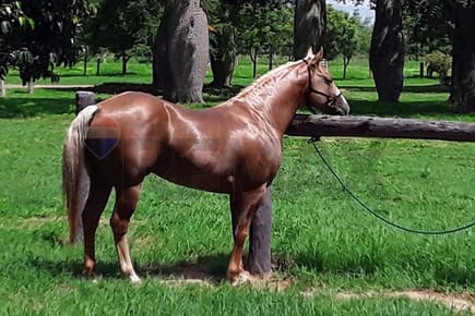 VENDO ESTANCIA PRODUCTIVA EN BAHIA NEGRA ALTO PARAGUAY