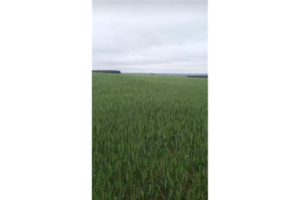 Finca Agrícola-venta-cambyreta, Cambyretá, Itapúa