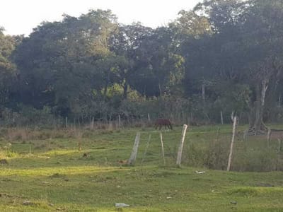 VENDO 70 HECTAREAS EN PARAGUARI YBYTUMI 