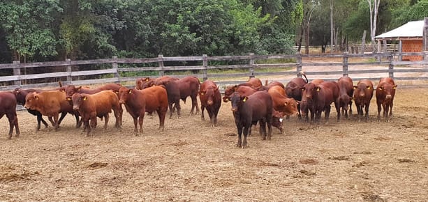 En venta Estancia en Bahía Negra Chaco Paraguayo
