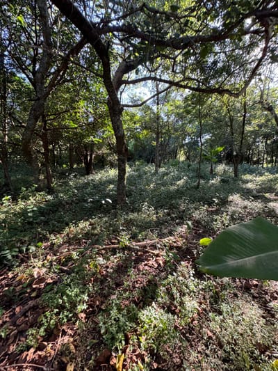 Vendo terreno en Acaray