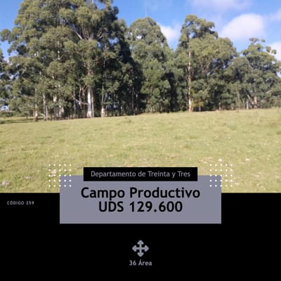 Campo, Productivo en Treina y Tres