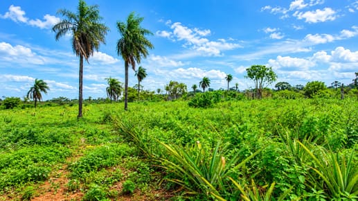 Propiedad Rural En Venta – Isla Pucú, Cordillera. 