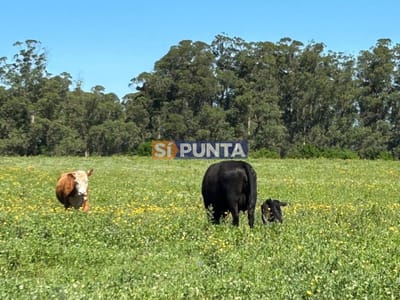 Chacra en venta