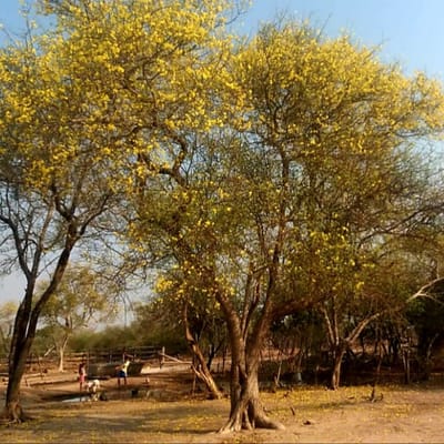 Vendo Campo 2.550 Has. - Teniente Martínez, Alto Paraguay