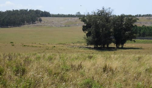 CHACRA EN VENTA DE 15,6 HECTAREAS - ZONA EL QUIJOTE LA BARRA