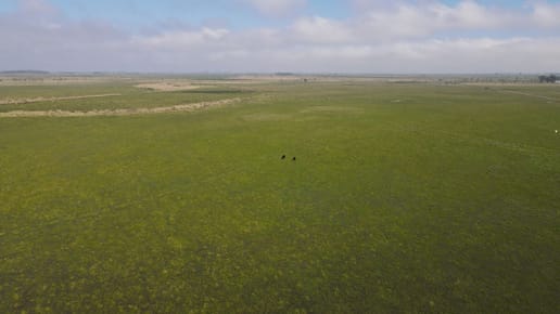 CAMPO AGRÍCOLA GANADERO