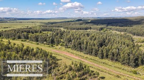 CAMPO EN VENTA EN LAVALLEJA  FORESTAL