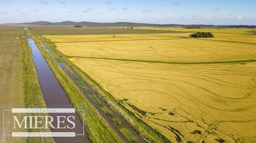 Campo agrícola ganadero  de 1500ha Rocha