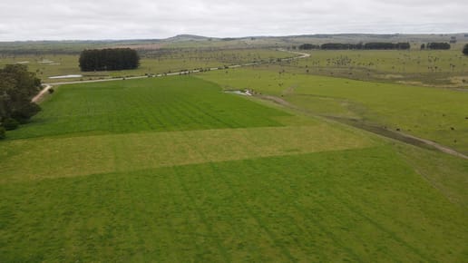 Campo Ganadero en Rocha 350ha