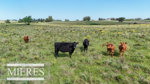 Venta de campo 14 ha en Partido Norte, Maldonado