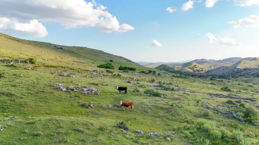 Campo de 95 ha en venta ruta 12 Maldonado/Lavalleja