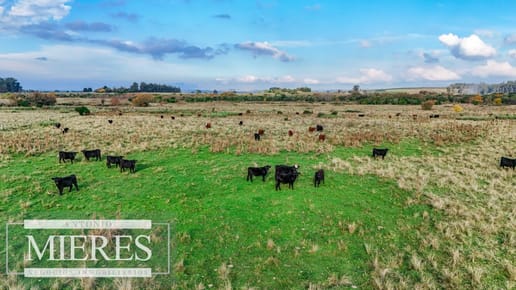 Campo en venta de 68 ha sobre ruta 39