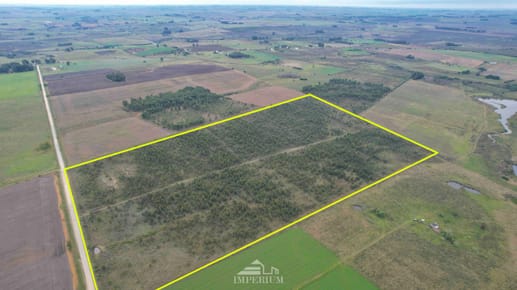 VENTA | Campo forestal-ganadero de 355Hás en Fray Marcos , Florida