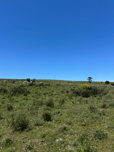 Venta Campo ganadero en Lavalleja 79 hectáreas