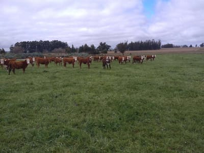 Campo altamente productivo de 27 hectáreas en Lavalleja