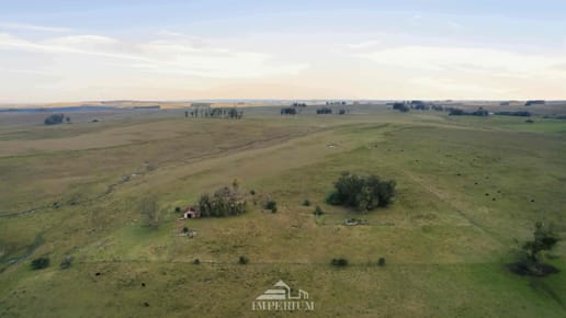 Venta Campo 363Has en Lavalleja Ganadero Forestal Agricola