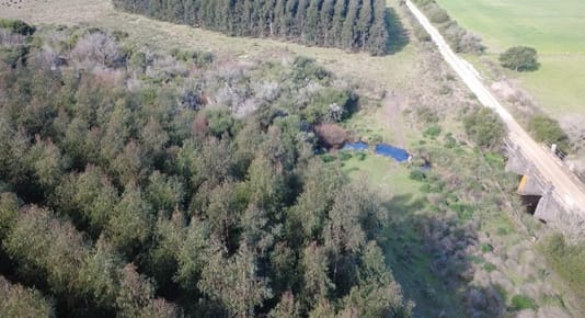 Venta campo FORESTAL DE 150 HA C. vigente COLONIA MIGUELETE