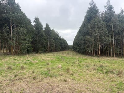Venta campo FORESTAL DE 150 HA C. vigente COLONIA MIGUELETE