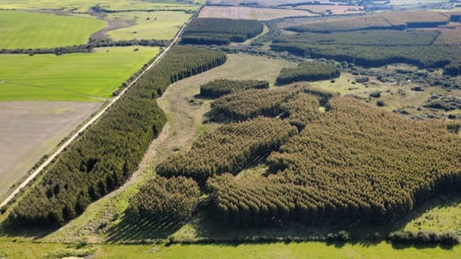 Venta campo FORESTAL DE 150 HA C. vigente COLONIA MIGUELETE