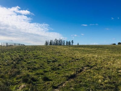 Venta 19 hectáreas San Carlos (ruta 39)