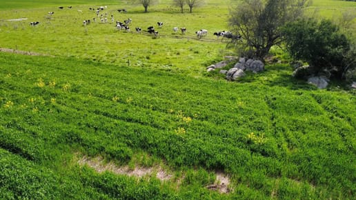 Campo en venta agricola ganadero Colonia 278 hectáreas