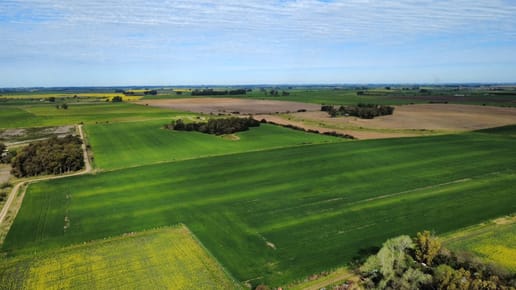 Campo en venta agricola ganadero Colonia 278 hectáreas
