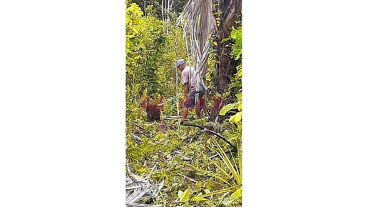 Invierte En La Amazonía: 43 Hectáreas En Mazán (Maynas) Para Proyecto