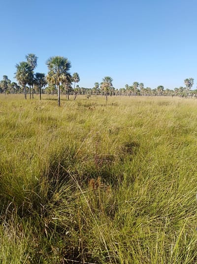 Vendo Estancia en el Chaco Paraguayo