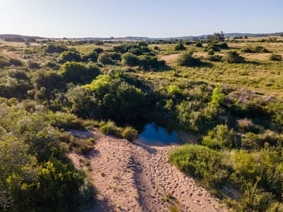 (BPV-BPV-10578)  Naturaleza nativa de Uruguay, a 5m de Garzón