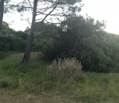 (BPV-BPV-6993)  Lote |  lago de Joux al 2800