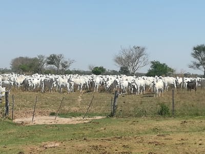 PROPIEDAD GANADERA DE 1000 HAS.EQUIPADA - ZONA RIO GRANDE EN VENTA