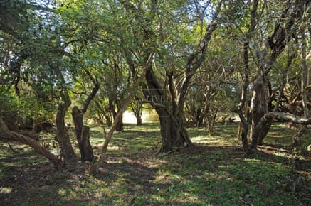 Chacra sin casa en venta Jose Ignacio