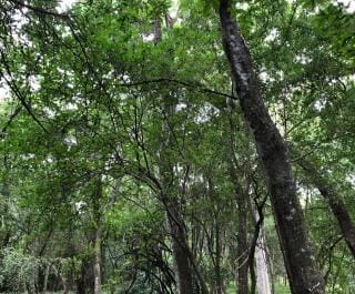 Vendo Terreno de 38.000 M2 En San Bernardino