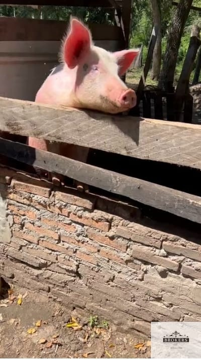 Granja 2 has formada con animales en venta ubicada en Paraguari