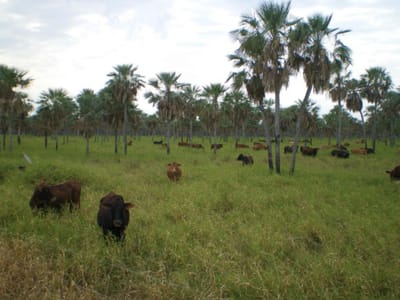 VENDO CAMPO EN PRESIDENTE HAYES