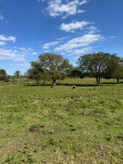 Vendo 250 hectáreas .Loma Grande.Cordillera. COD 037