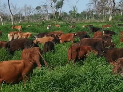 EN VENTA ESTANCIA EN POZO AZUL - BOQUERON
