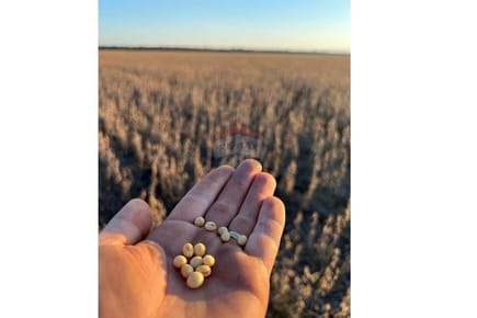 Estancia/Campo - Venta - San Pedro Del Paraná, Paraguay