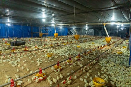 Granja avícola en venta Itacurubi  Cordillera